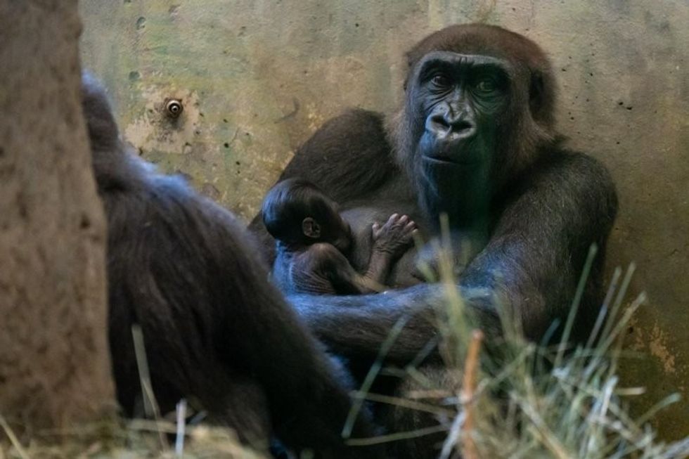 Gorilla mistakenly believed to be male gives birth at Columbus Zoo