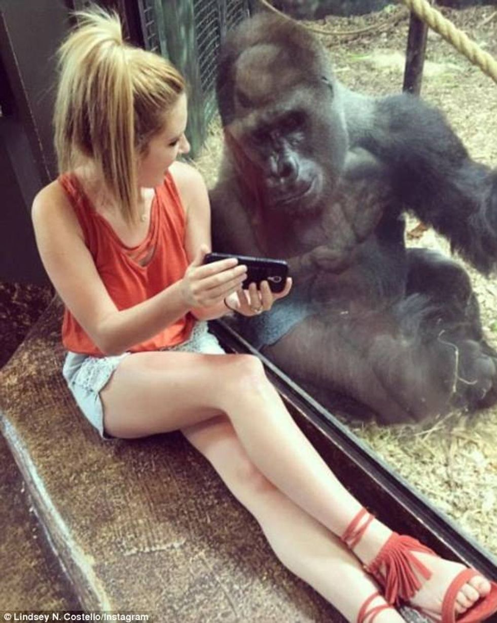 Gorilla shikon e qetë fotografitë nga telefoni i vizitores foto 2