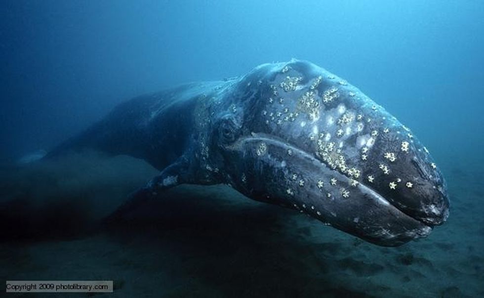 gray whale 1