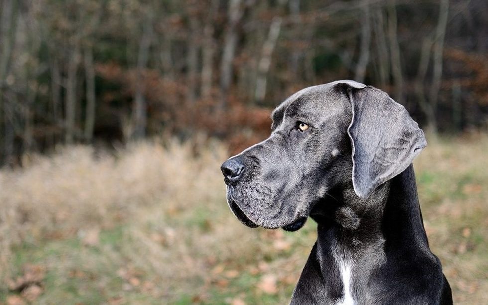 great dane 2973438 1280 1