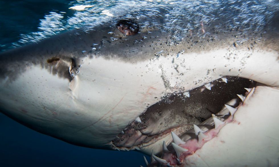 great white shark breaks open divers cage heartstopping moment