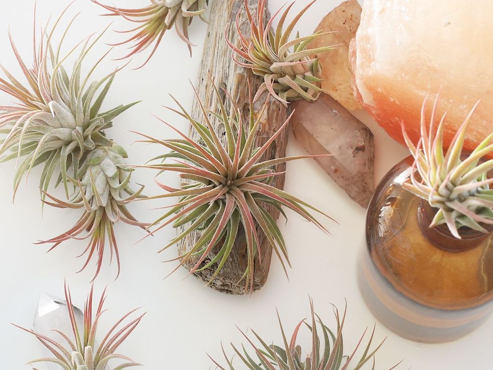 grow air plants 1902663 07 1f73a05249ed44039a492ef0314d75ca