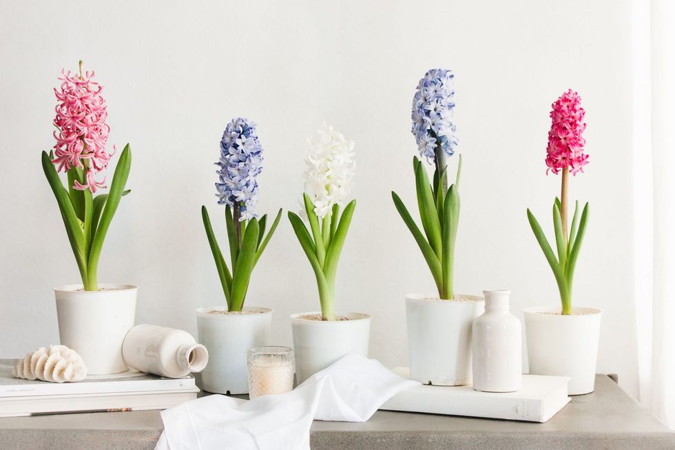 grow hyacinth indoors 1902762 01 866265514b9048a3a545b493ef4c828a scaled