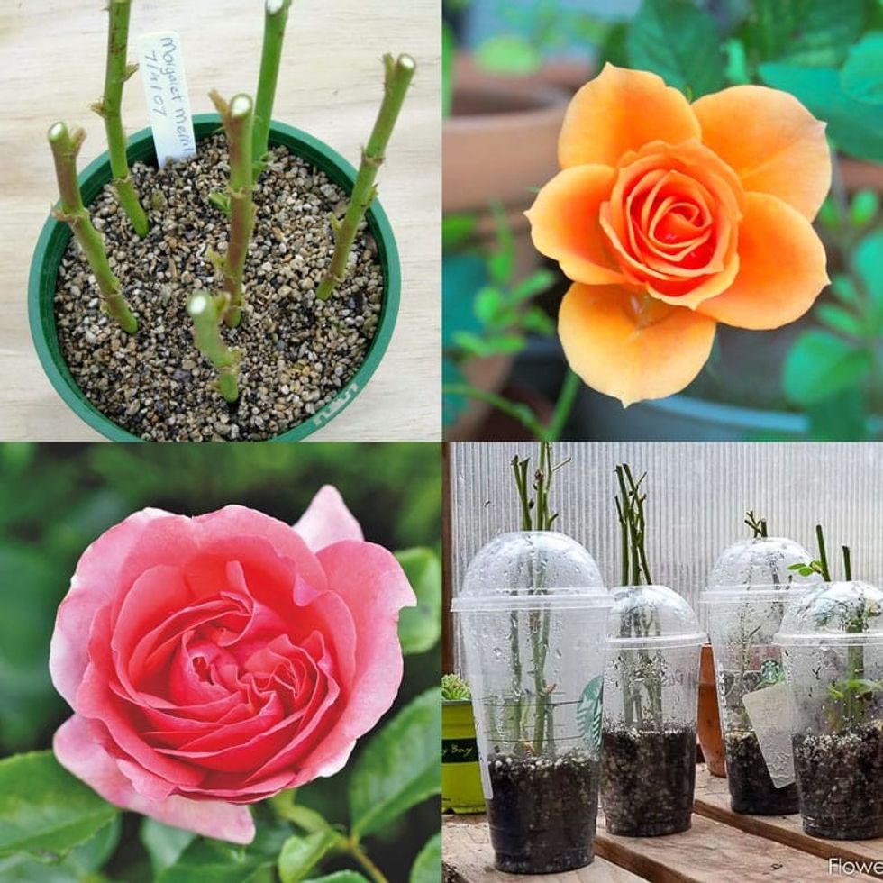 grow roses from cuttings how to propagate rose cut flowers bouquet rooting stems root in water potato soil gardening garden DIY apieceofrainbow 1