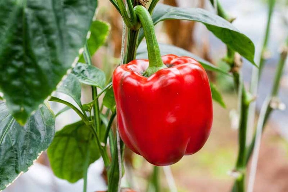Grow Sweet Bell Peppers in Your Home Veggie Garden