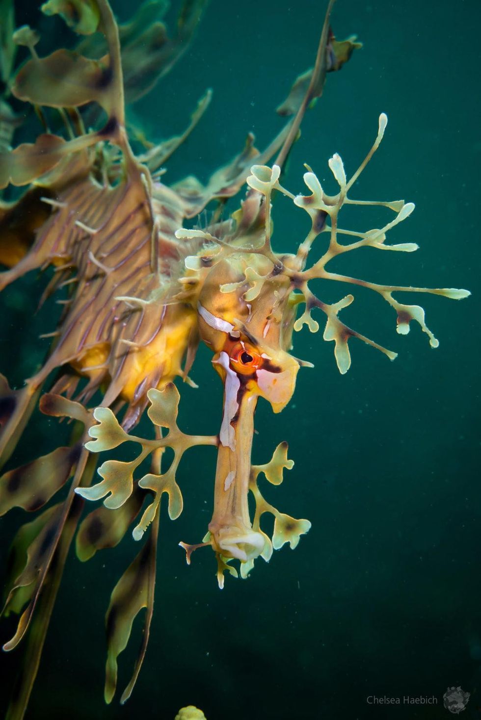 Guru Chelsea Haebich 2 scaled 1