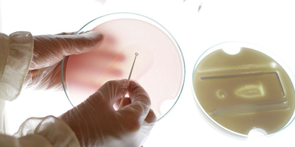 GutBacteria N1611 ts508697480