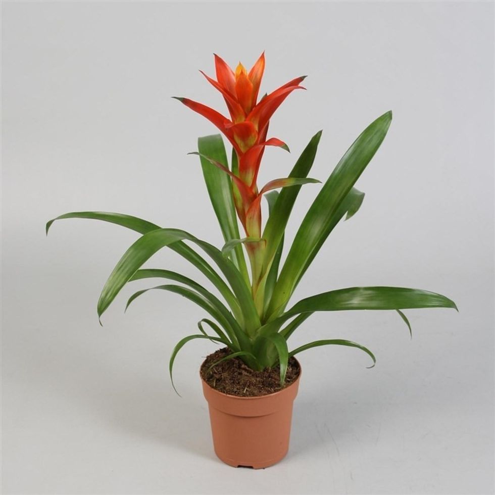 Guzmania 5