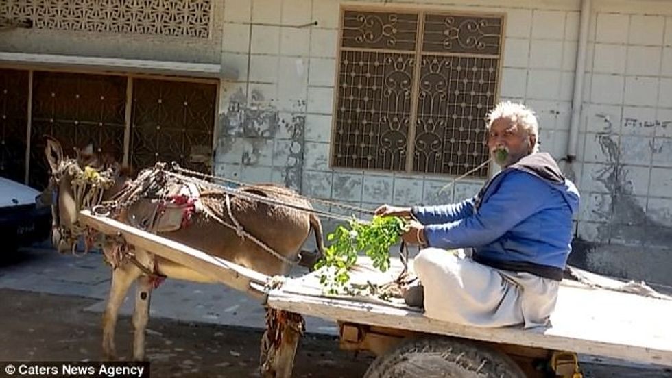 Hante gjethe dhe degë shkaku i varfërisë behet i varur prej tyre foto 2