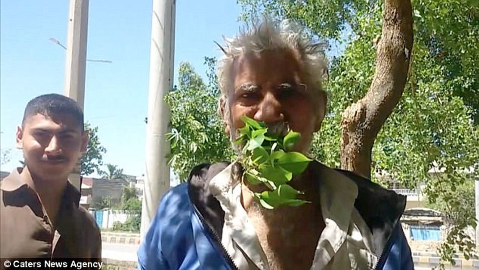 Hante gjethe dhe degë shkaku i varfërisë behet i varur prej tyre foto 3