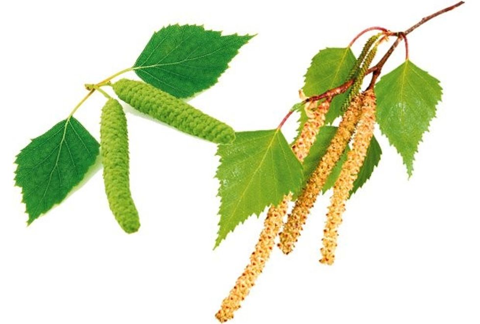 HARROJENI REUMEN DHE ISHIJASIN2