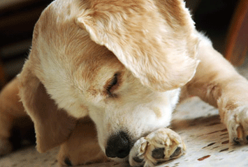 healthy goo dog allergy fac