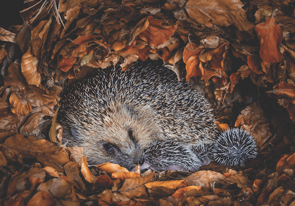Hedgehog and nest bc53dcd