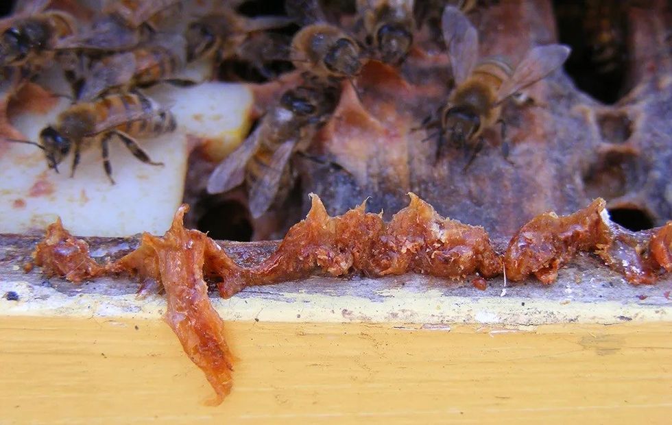 honey bee propolis