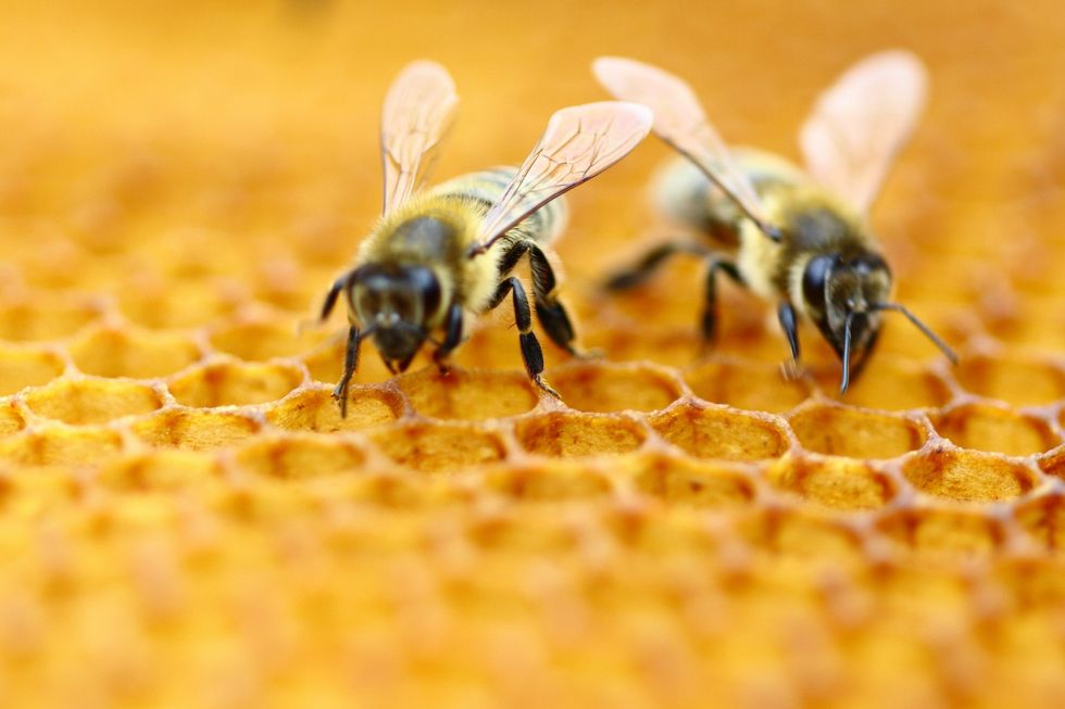 HoneyBees scaled