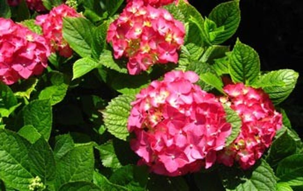 hortensia