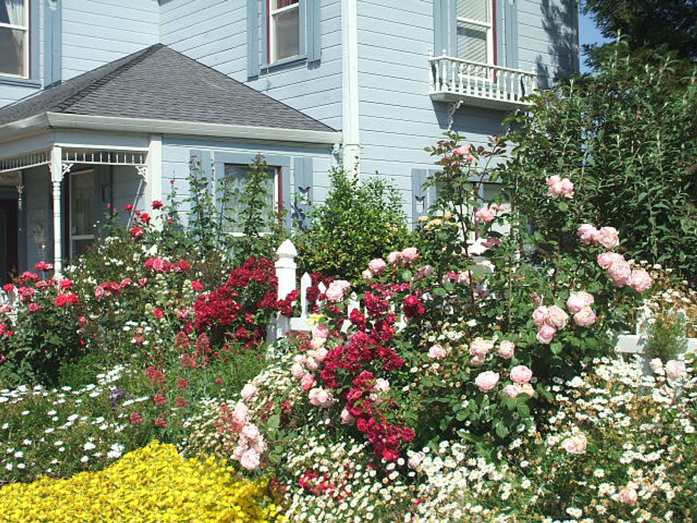 House roses