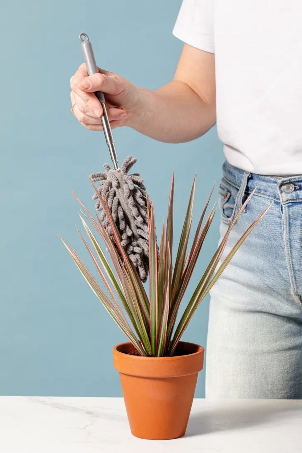 How to Clean Plants 3