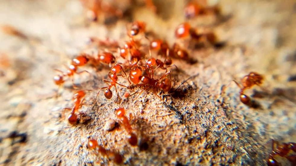 how to get rid of ants April142020 1 min
