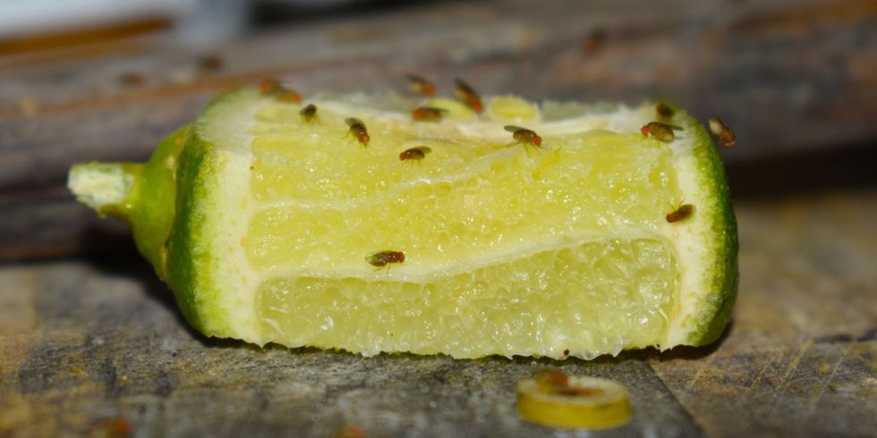 how to get rid of fruit flies in the kitchen