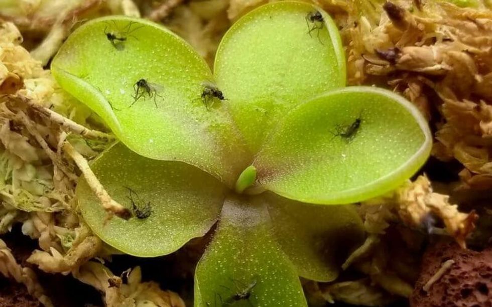 How to Get Rid of Gnats in Houseplants