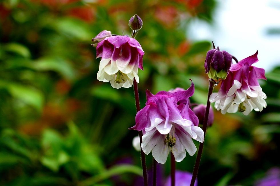 how to grow columbine aquilegia a cottage garden favorite