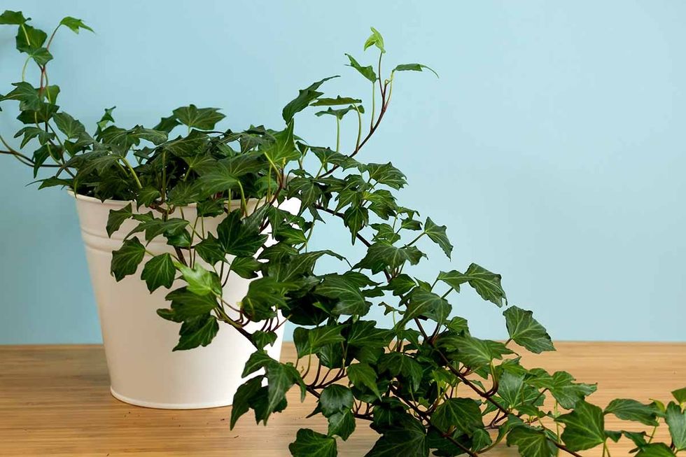 How to Grow English Ivy Indoors Feature