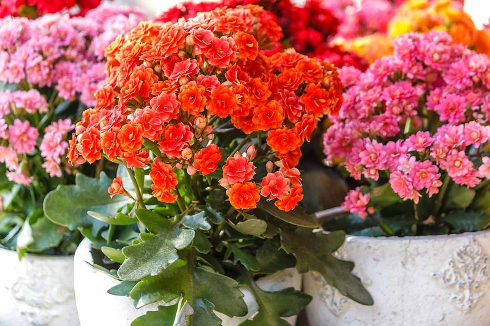 How to Grow Kalanchoe FB