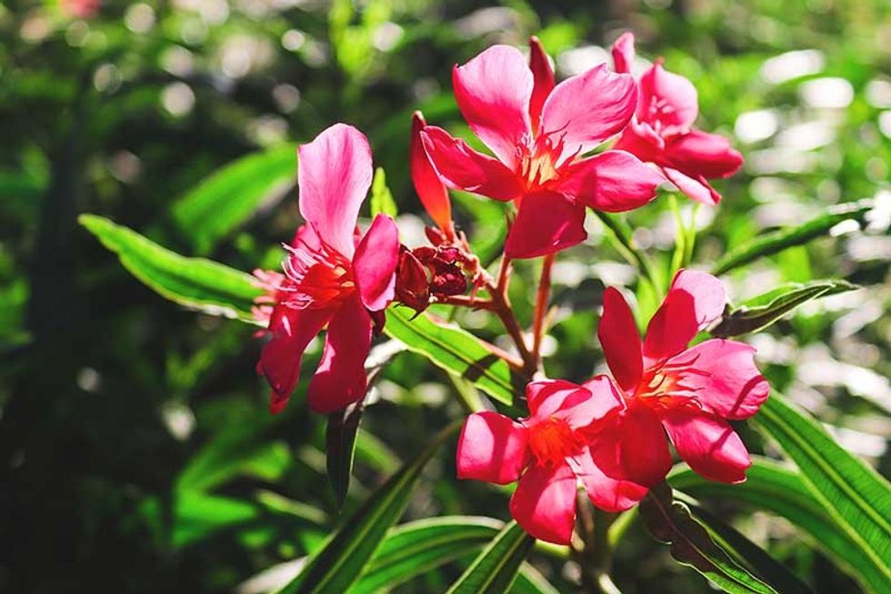 How to Grow Oleander Cover