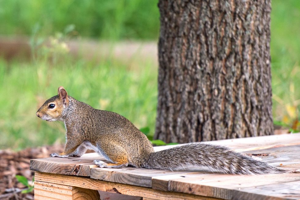 how to keep squirrels out of your garden 4179057 01 9cbb34b7248d44fa8181ecc131002746