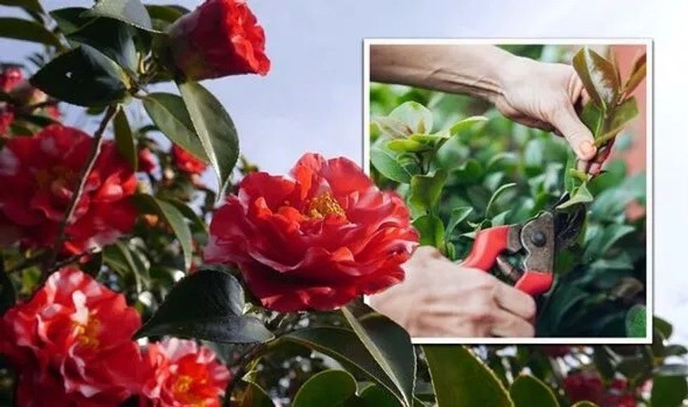 HOW TO PRUNE CAMELLIAS 1620001