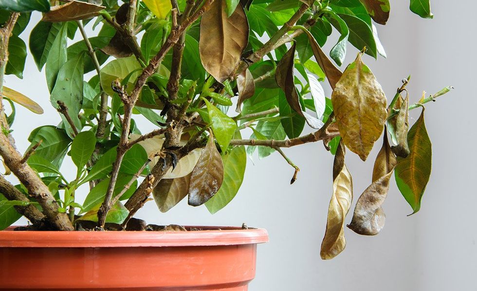 how to revive a dying houseplant step qo
