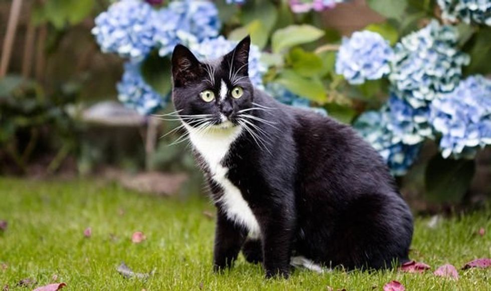 How to stop cats from pooping in the garden 2442584