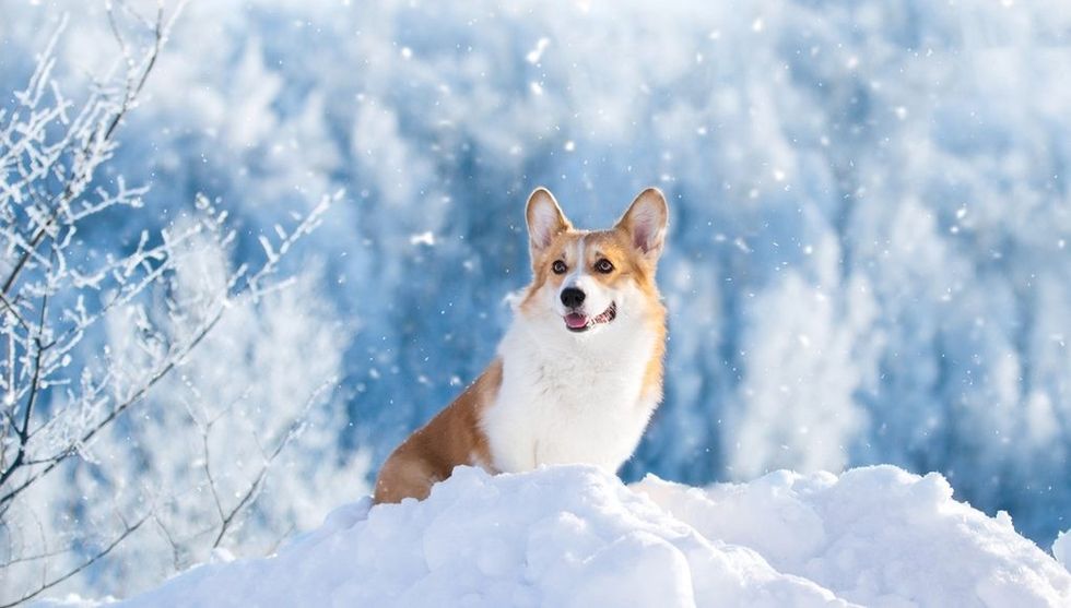 how to take care dog in winter