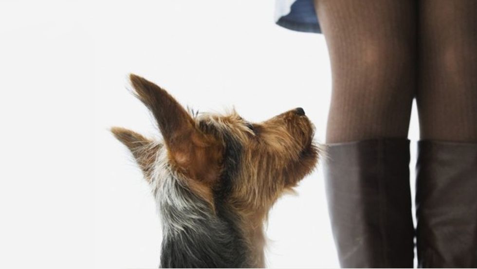 How To Train A Dog To Stop Sniffing Crotches