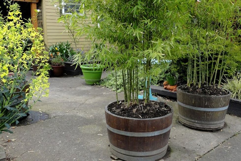 how to transplant bamboo