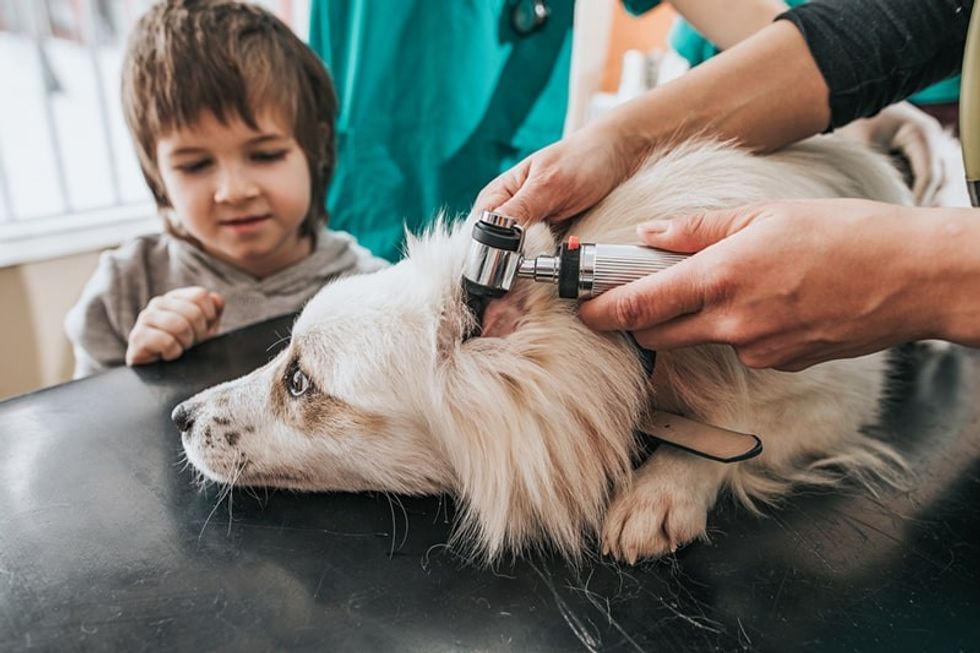 howtodiagnosepneumoniaindogs Unrecognizableveterinarian