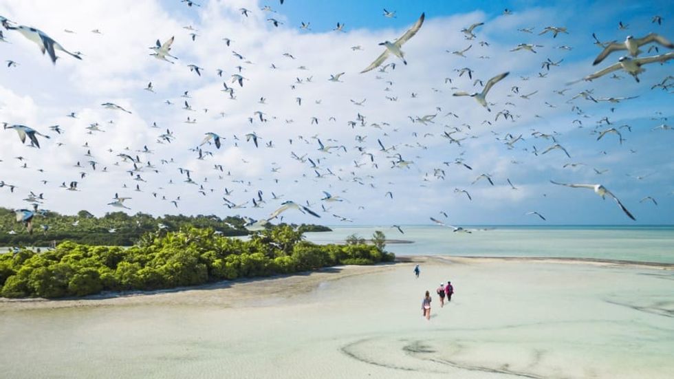 http cdn.cnn .com cnnnext dam assets 210129115145 how travelers are helping to protect the outer islands of the seychelles bluesafari alphonse birds 03 anthonygrote