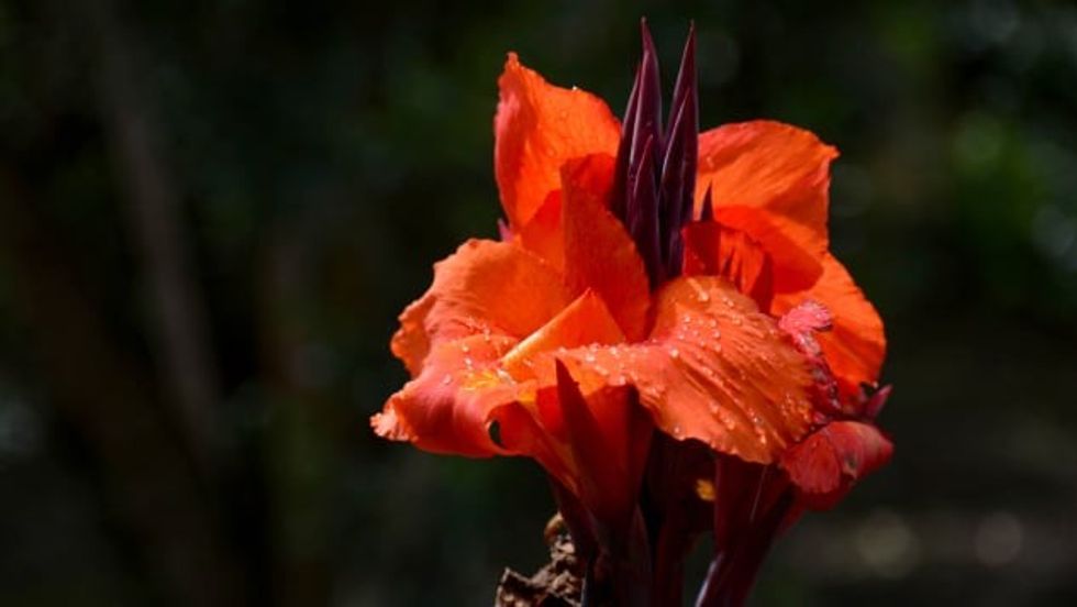 http cdn.cnn .com cnnnext dam assets 210819135320 06 bogota colombia things to do botanical garden