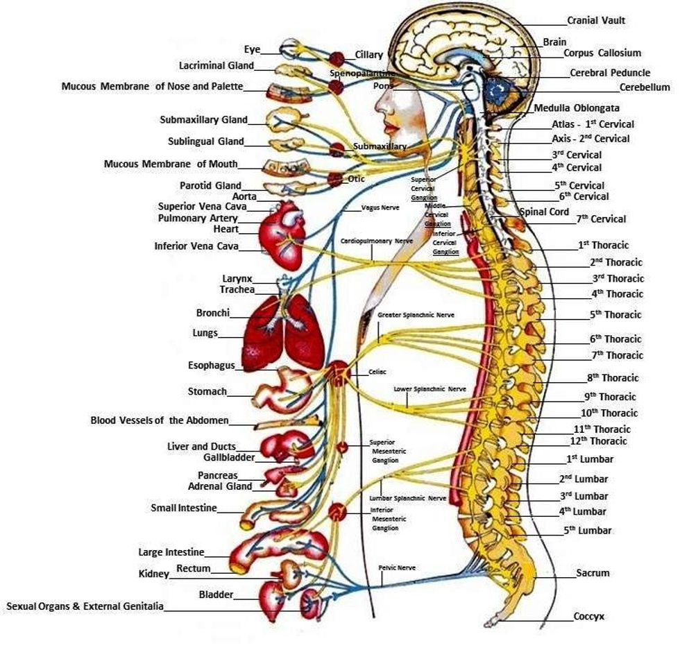 Hurst Chiropractor Nerves1