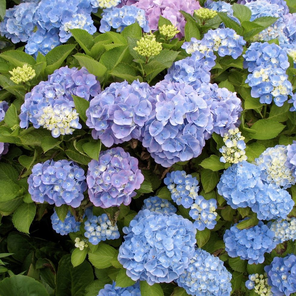 HYDRANGEA