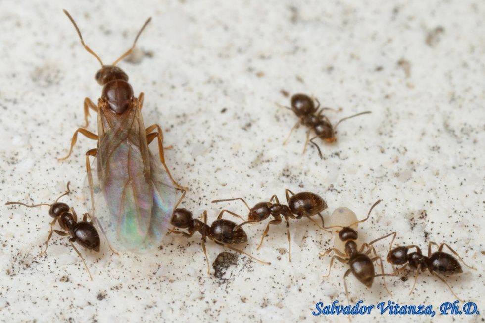 Hymenoptera Formicidae Brachymyrmex patagonicus Dark Rover Ant A