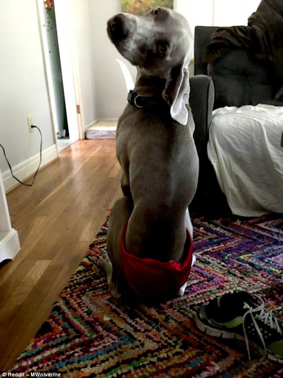 I kërkon fotografi ku është vetëm në brekë ajo i kthen diçka qesharake foto 2