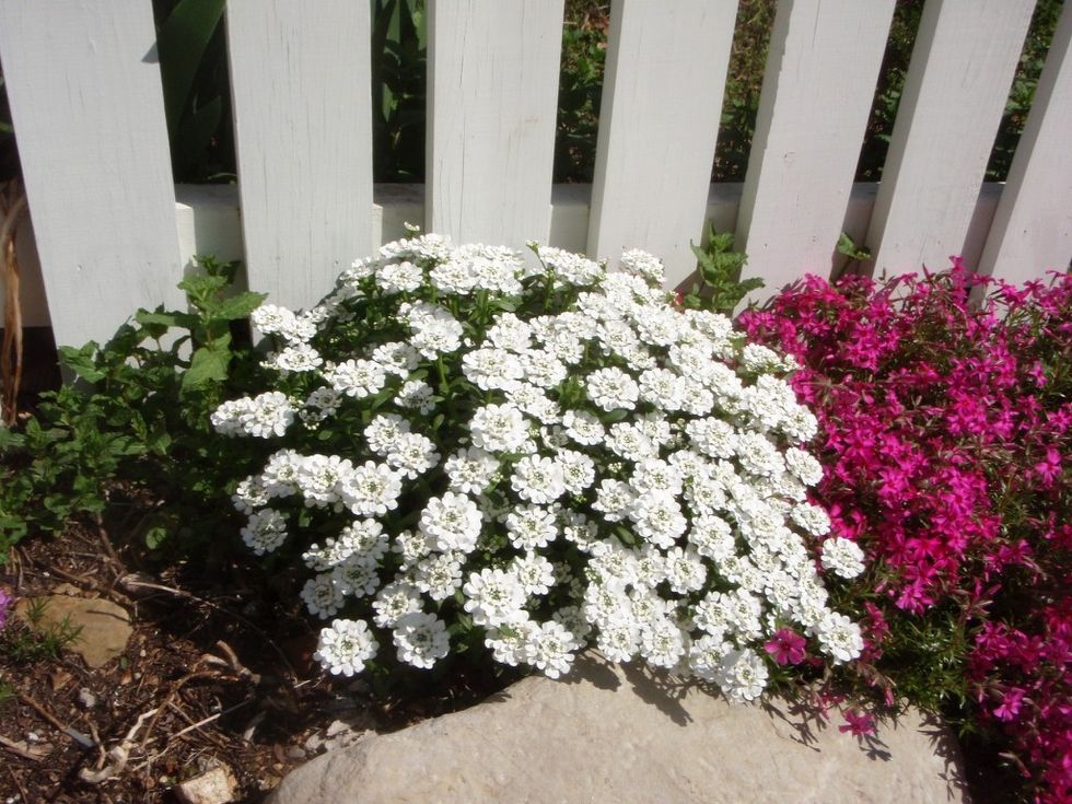 Iberis sempervirens 2VqFqyZziAML