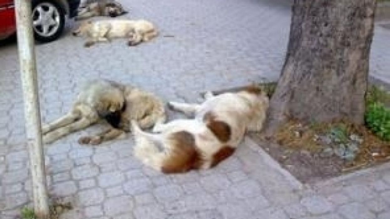 Problemi me qentë endacak dhe sulmet ndaj kalimtarëve vazhdon të mbetet i pazgjidhur në Shkup Problemi me qentë endacak dhe sulmet ndaj kalimtarëve vazhdon të mbetet i pazgjidhur në Shkup