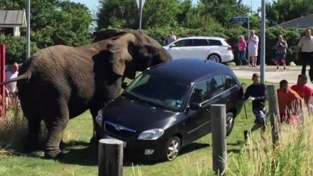 2016/01/ja-pse-nuk-duhet-t-euml-ngacmohen-elefant-euml-t-video_hd.jpg
