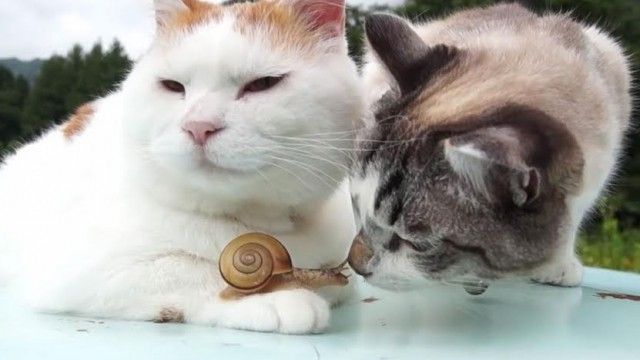 2016/01/shoq-euml-ria-mes-maceve-dhe-k-euml-rmillit-video_hd.jpg