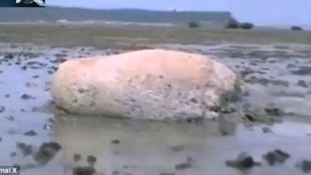 2016/01/krijesa-misterioze-n-euml-plazhin-japonez-video_hd.jpg