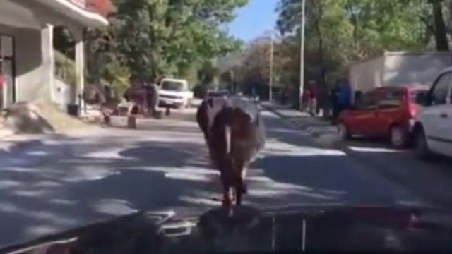 2016/01/lop-euml-t-rrug-euml-s-p-euml-r-g-euml-rmi-video_hd.jpg