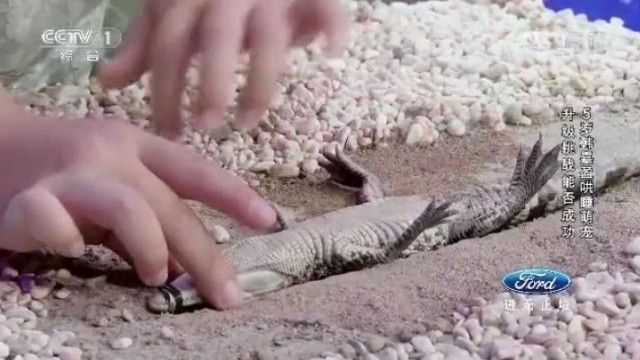 2016/01/rikthehet-vajza-e-mahnitshme-q-euml-i-v-euml-kafsh-euml-t-n-euml-gjum-euml-video_hd.jpg